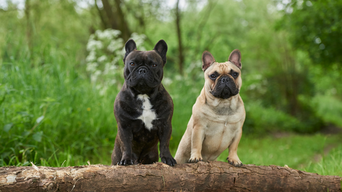 Comment soulager les problèmes de peau de mon Bouledogue français ?