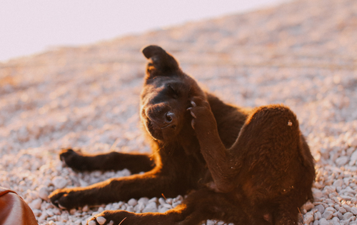 Pourquoi mon chien se gratte ?