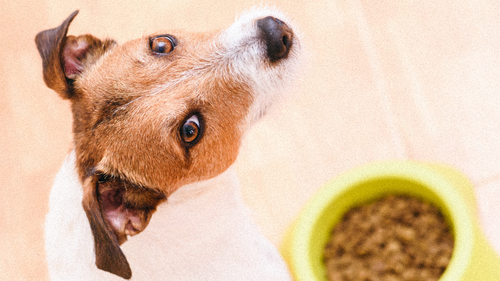 "Viande fraîche" dans les croquettes : décryptage