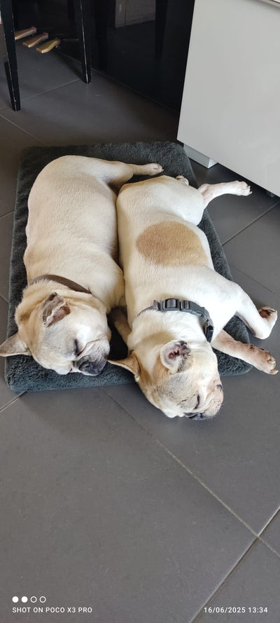 L'avis de ANNE V. sur les croquettes aux insectes pour chien de la marque Réglo