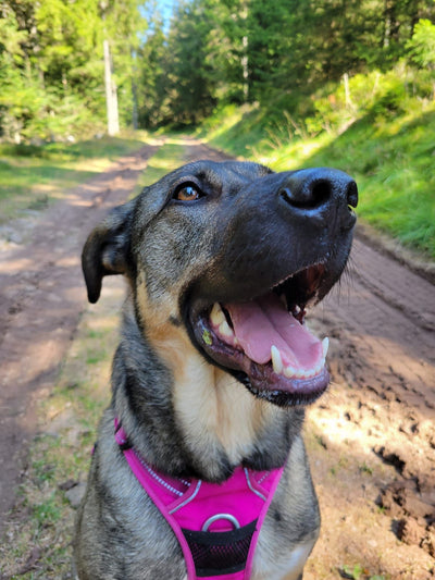 L'avis de Margaux K. sur les croquettes aux insectes pour chien de la marque Réglo