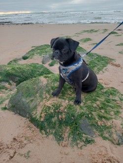 L'avis de Christophe h. sur les croquettes aux insectes pour chien de la marque Réglo
