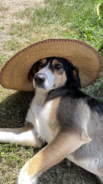 L'avis de SOPHIE D. sur les croquettes aux insectes pour chien de la marque Réglo