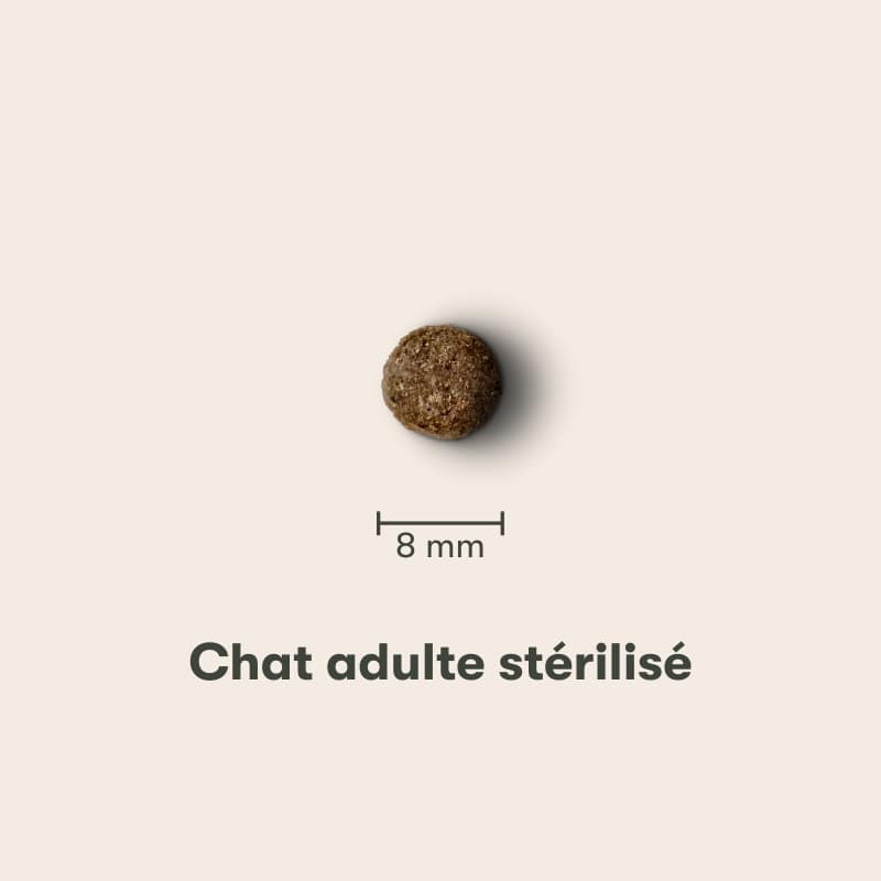 Nourrissez votre chat stérilisé avec des croquettes réglo aux insectes, une solution éthique pour une santé optimale et une empreinte écologique réduite.