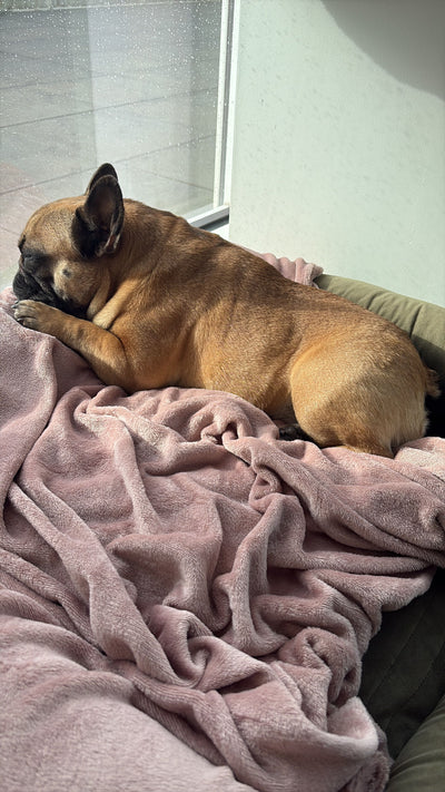 Avis sur laetitia d. — croquettes chien