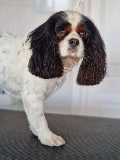 L'avis de Roselyne M. sur les croquettes aux insectes pour chien de la marque Réglo