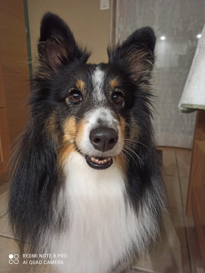 Avis sur Florine S. — croquettes chien