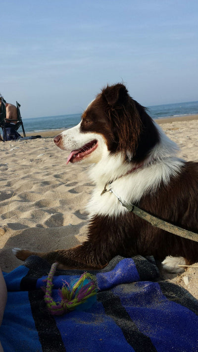 L'avis de Ghislaine V. sur les croquettes aux insectes pour chien de la marque Réglo