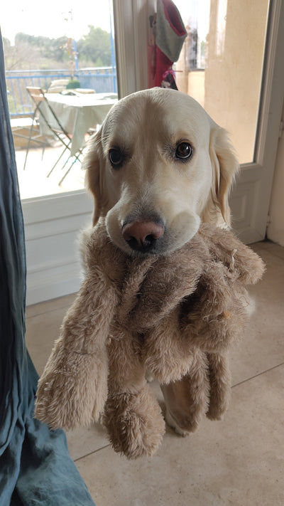 Avis sur Gwen S. — croquettes chien