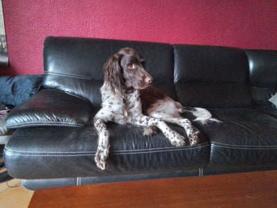 Avis sur Frederic Z. — croquettes chien