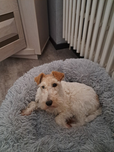 L'avis de Patrice G. sur les croquettes aux insectes pour chien de la marque Réglo