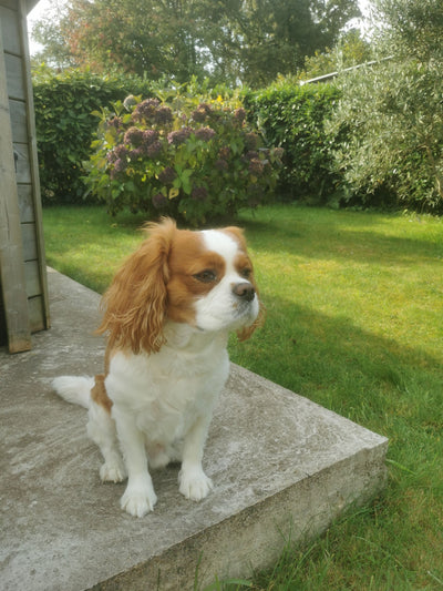 L'avis de Kévin C. sur les croquettes aux insectes pour chien de la marque Réglo