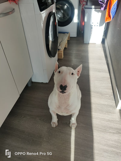 L'avis de Sandrine C. sur les croquettes aux insectes pour chien de la marque Réglo