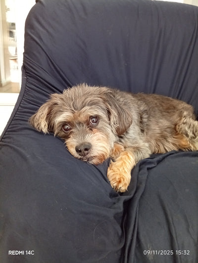 L'avis de Magali L. sur les croquettes aux insectes pour chien de la marque Réglo