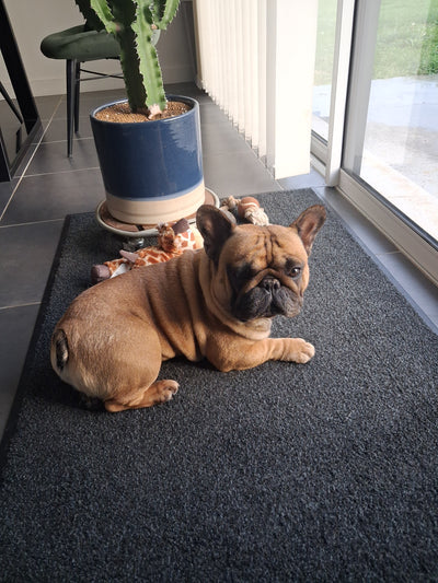 L'avis de Delphine D. sur les croquettes aux insectes pour chien de la marque Réglo