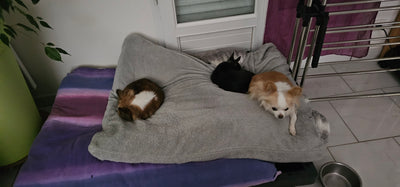 L'avis de PASCAL H. sur les croquettes aux insectes pour chien de la marque Réglo