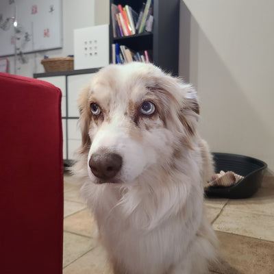 L'avis de Lucienne C. sur les croquettes aux insectes pour chien de la marque Réglo