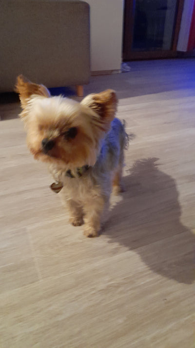 L'avis de Nadine M. sur les croquettes aux insectes pour chien de la marque Réglo