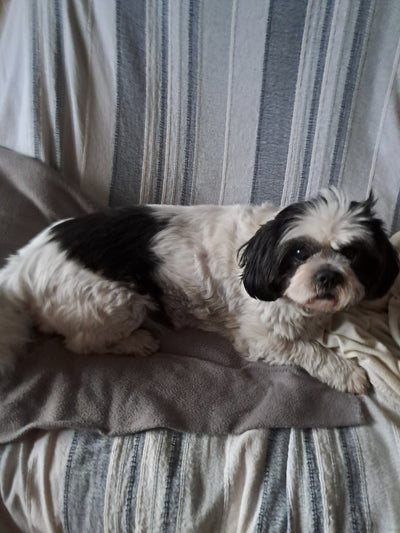 L'avis de Edwige Q. sur les croquettes aux insectes pour chien de la marque Réglo