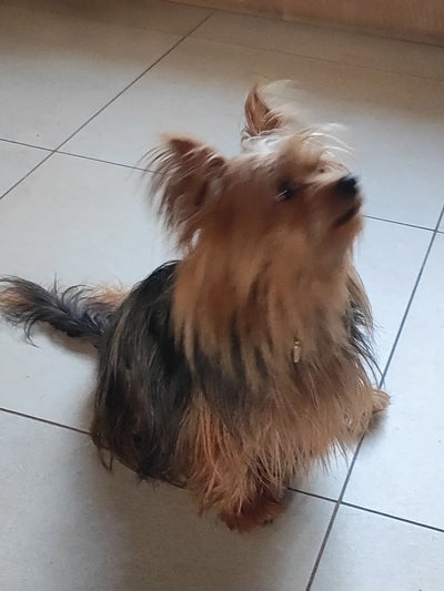 L'avis de Brigitte g. sur les croquettes aux insectes pour chien de la marque Réglo