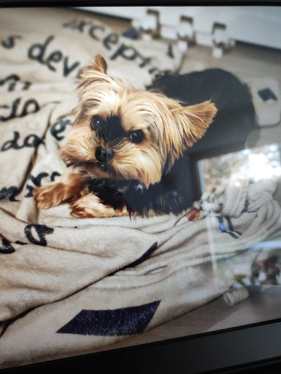 L'avis de patrick f. sur les croquettes aux insectes pour chien de la marque Réglo