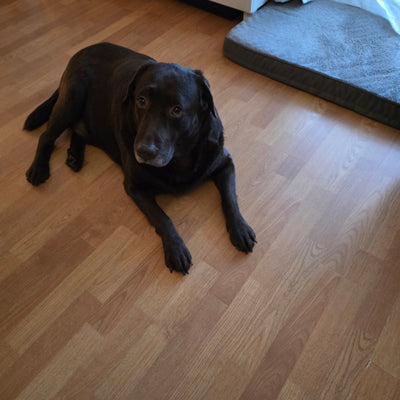 L'avis de Valérie W. sur les croquettes aux insectes pour chien de la marque Réglo