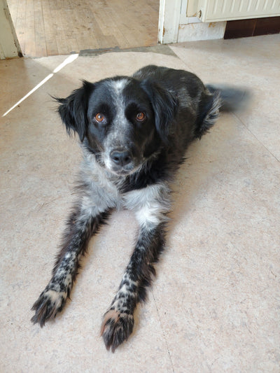 Avis sur Amandine T. — croquettes chien