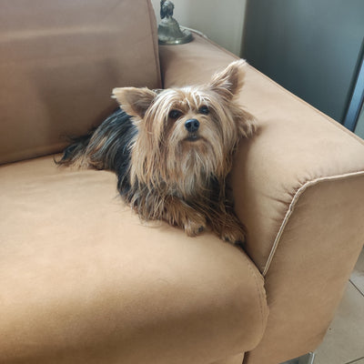 Avis sur Brigitte g. — croquettes chien
