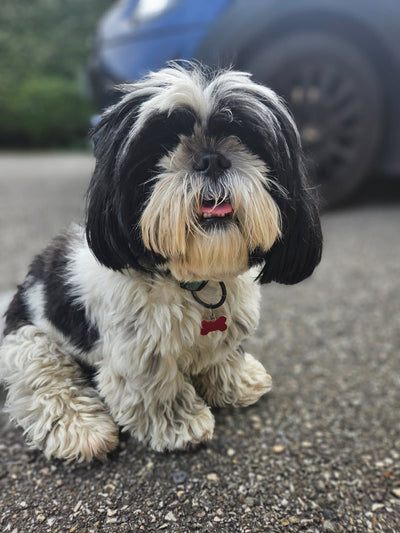 L'avis de Karine R. sur les croquettes aux insectes pour chien de la marque Réglo