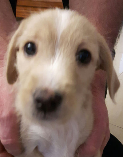 L'avis de Liliane P. sur les croquettes aux insectes pour chien de la marque Réglo