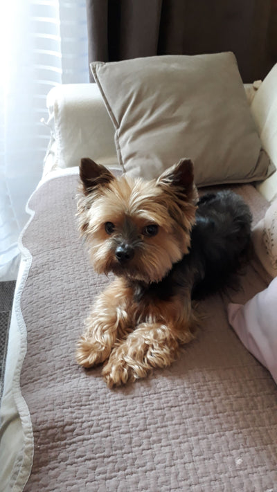 Avis sur MYLENE L. — croquettes chien