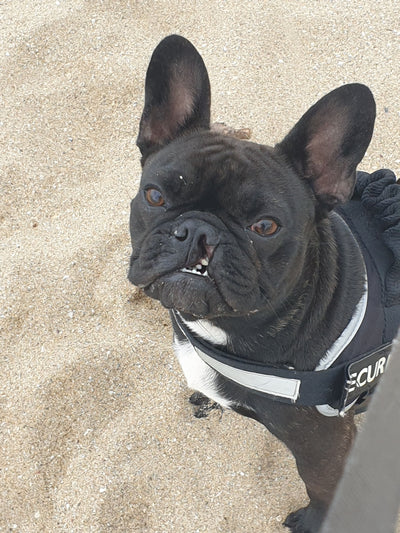 Avis sur VALERIE R. — croquettes chien
