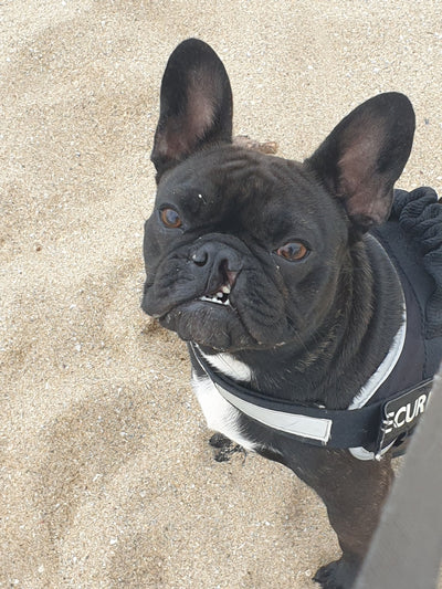 L'avis de VALERIE R. sur les croquettes aux insectes pour chien de la marque Réglo