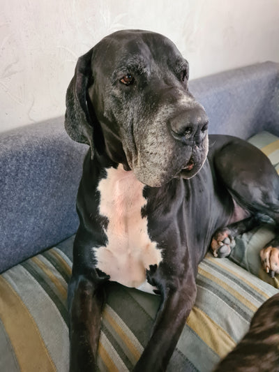 Avis sur micheline D. — croquettes chien