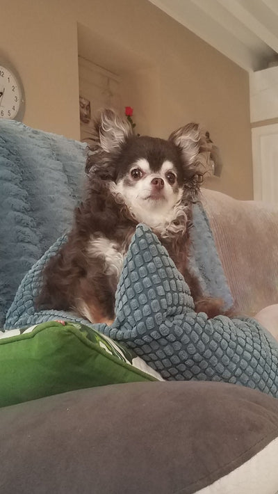 L'avis de patrick l. sur les croquettes aux insectes pour chien de la marque Réglo