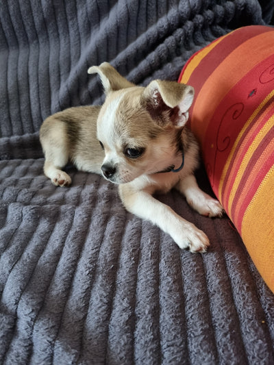 L'avis de Micheline B. sur les croquettes aux insectes pour chien de la marque Réglo