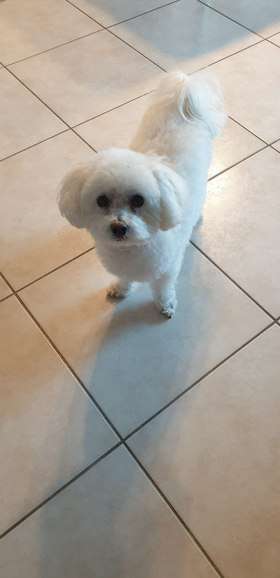 L'avis de Jeannine L. sur les croquettes aux insectes pour chien de la marque Réglo