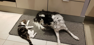 L'avis de Kristine K. sur les croquettes aux insectes pour chien de la marque Réglo