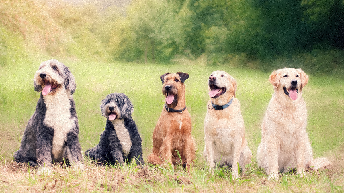 2023 prénom en U pour chien Image