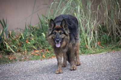 L'avis de Madeleine l. sur les croquettes aux insectes pour chien de la marque Réglo
