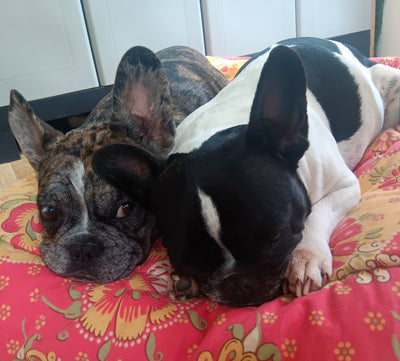 L'avis de Geneviève R. sur les croquettes aux insectes pour chien de la marque Réglo