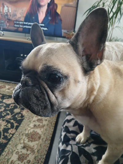 L'avis de gerardus jan v. sur les croquettes aux insectes pour chien de la marque Réglo