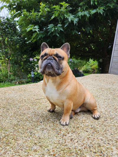 L'avis de Carine S. sur les croquettes aux insectes pour chien de la marque Réglo
