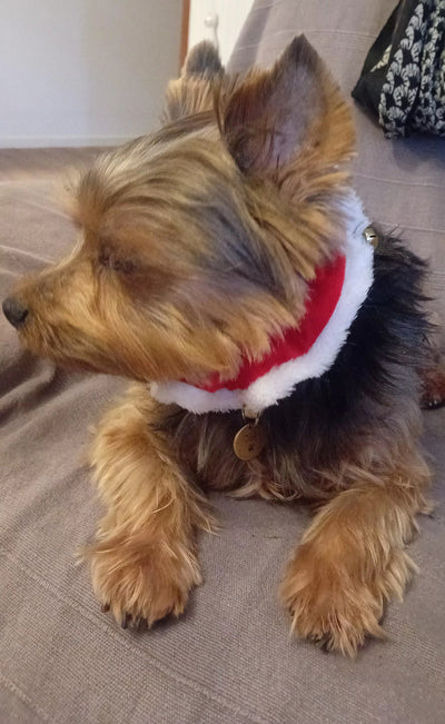 L'avis de Pascaline S. sur les croquettes aux insectes pour chien de la marque Réglo