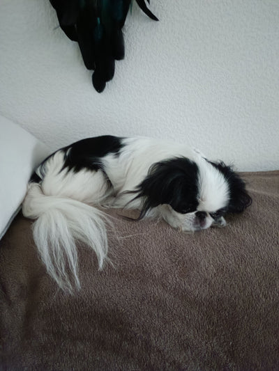 Avis sur Fernandez M. — croquettes chien