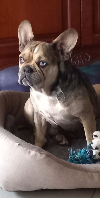 L'avis de Odette D. sur les croquettes aux insectes pour chien de la marque Réglo