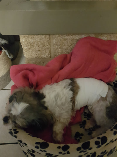 L'avis de Florence D. sur les croquettes aux insectes pour chien de la marque Réglo