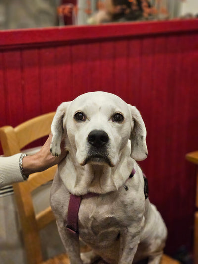 L'avis de Pauline B. sur les croquettes aux insectes pour chien de la marque Réglo