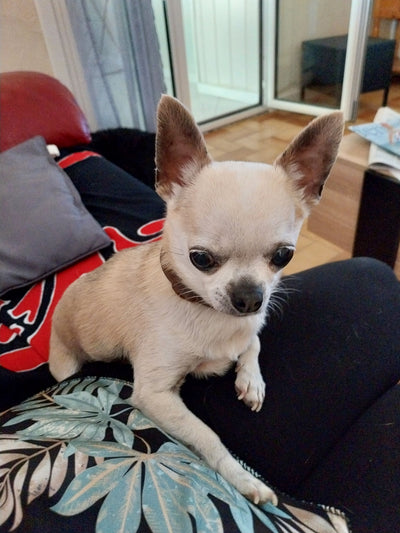 L'avis de Therese G. sur les croquettes aux insectes pour chien de la marque Réglo