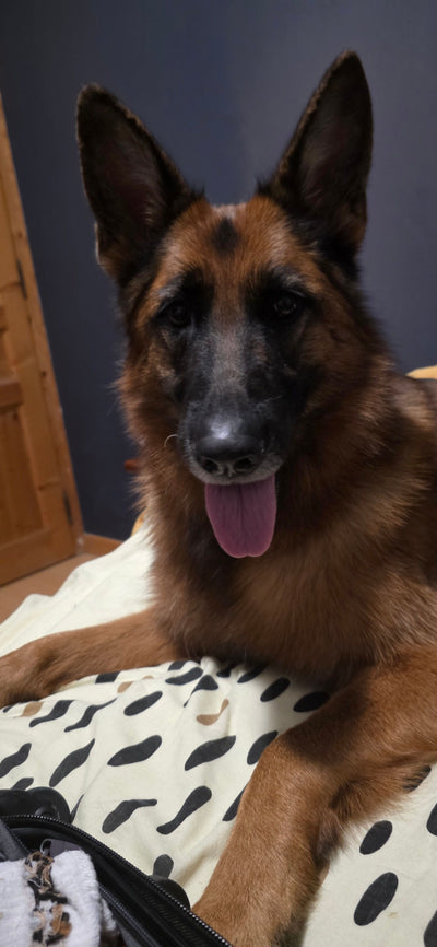 Avis sur Christophe G. — croquettes chien